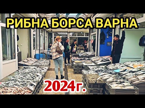 Видео: Рибен пазар Варна, есен 2024г. Пресен Калкан, Паламуд, Лефер, Чернокоп, Сафрид, Зарган, Шаран и др.