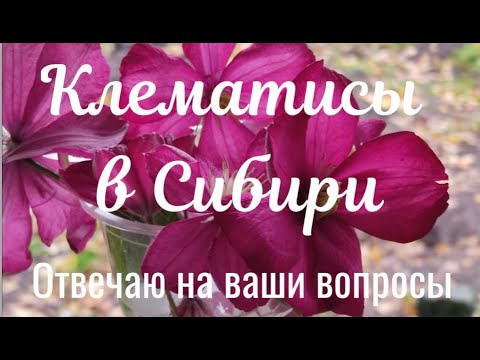 Видео: Клематисы в Сибири. Топ10 основных вопросов о выращивании.