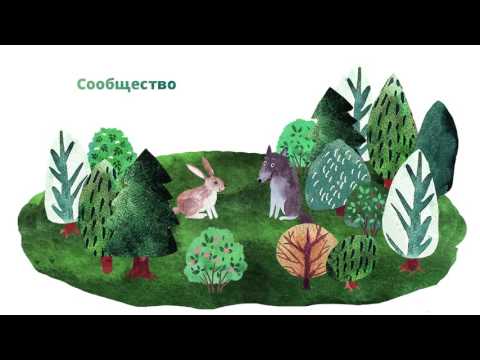 Видео: 41. Природные сообщества. Часть 2