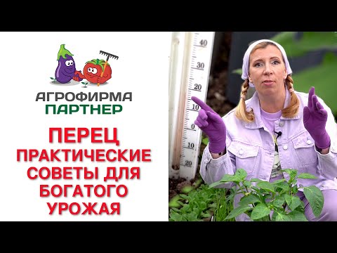 Видео: ПРАКТИЧЕСКИЕ СОВЕТЫ ДЛЯ БОГАТОГО УРОЖАЯ ПЕРЦА