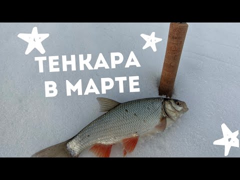Видео: ТЕНКАРА x ТРИ ВИДА РЫБ В НАЧАЛЕ ВЕСНЫ x МИКРОРЕЧКА #78