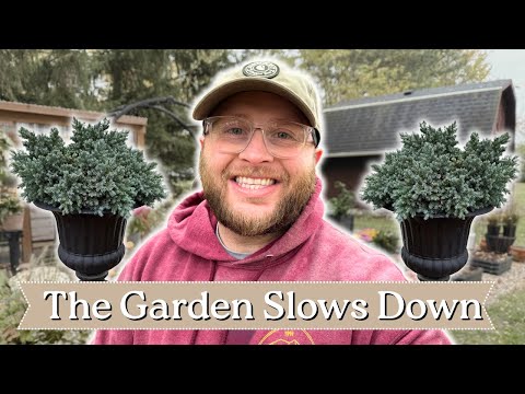 Видео: Подготовка к зиме в саду | Пересадка вечнозеленых растений и герметизация теплицы