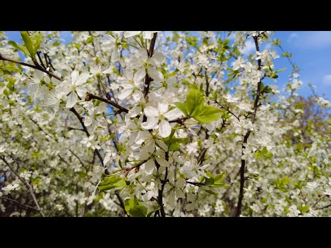 Видео: Апрельские вьюги цветущих садов.