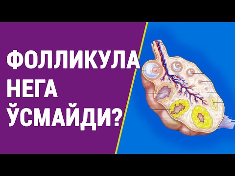 Видео: Фолликула нега ўсмай қолади?