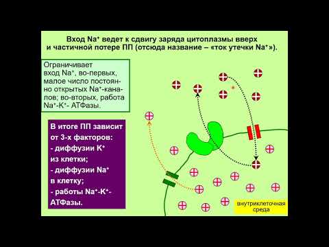 Видео: Дубынин В. А. - Химия мозга - 2. Нейроны и потенциалы действия