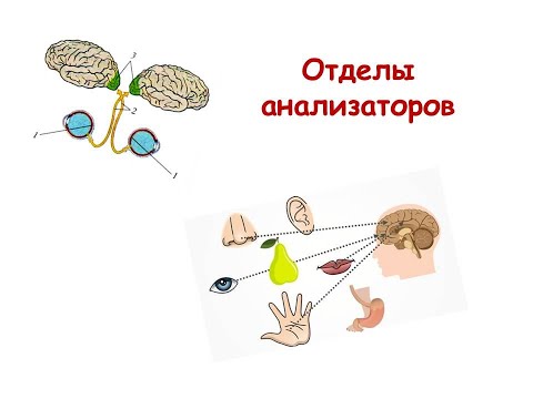 Видео: Отделы анализаторов