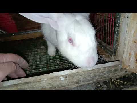 Видео: Хатогихои мо дар сохтани  клетка сози.размери клетка барои харгуш.харгушпарвари дар точикистон.