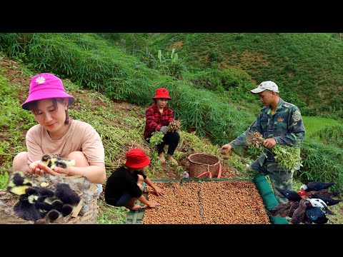 Видео: Строим новую жизнь Ep.28 | Утенок вылупился и собрал арахис | Живите с природой