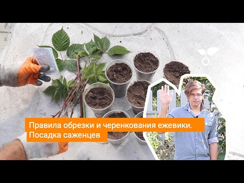 Видео: Правила обрезки и черенкования ежевики. Посадка саженцев