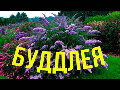 Видео: БУДДЛЕЯ  Секреты Выращивания и Лучшие Виды для Вашего Сада!