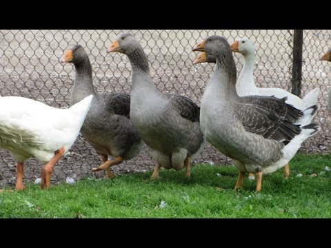 Видео: Вес Крупных серых и Линдовских гусей в 2 месяца