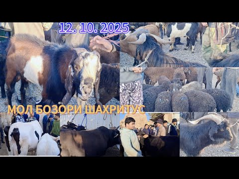 Видео: МОЛ БОЗОРИ ШАХРИТУС. МАРХАМАТ