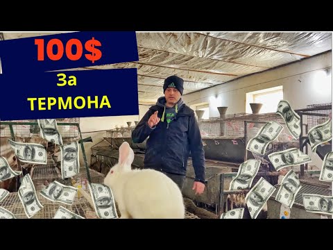 Видео: Як ЖОРА і Гриць термоном торгували