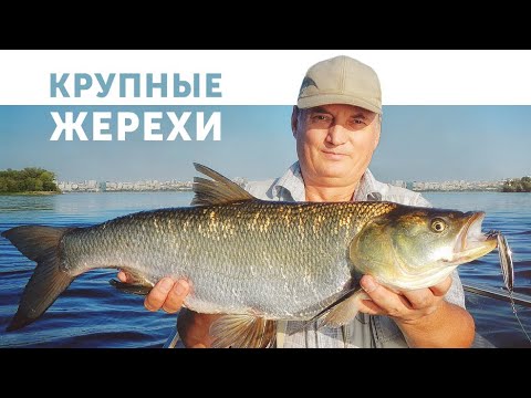 Видео: Крупные жерехи на Крылатку, Гранку и Торпедку