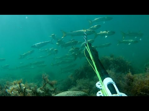 Видео: Подводная охота в Черном море 2023, Август, Часть №1
