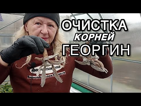 Видео: Мои инструменты дачного хирурга! Правильная зачистка георгин перед хранением 🧤