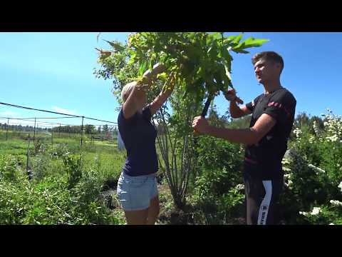 Видео: Как стричь и формировать клен, сделать гравийную дорожку, засыпать мульчу. Серия 4