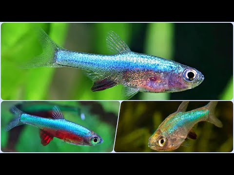 Видео: Рыбка малышка Расбора Аксельрода. Как содержать, кормить и разводить Rasbora  Sundadanio axelrodi