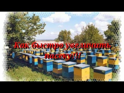 Видео: КАК УВЕЛИЧИТЬ ПАСЕКУ С 10 семей в 100 без потери меда и силы семей!!