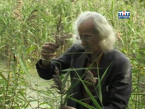 Видео: Наедине с природой. Тростник обыкновенный | 2009