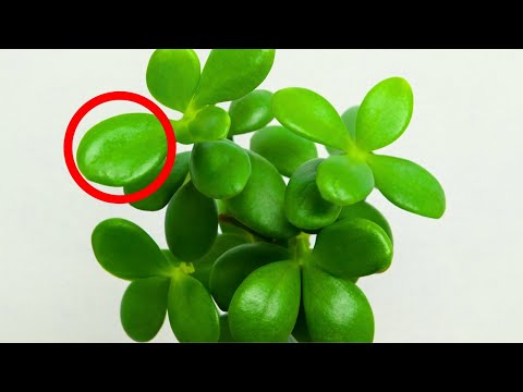 Видео: Секреты денежного дерева: Как оно может изменить вашу жизнь!