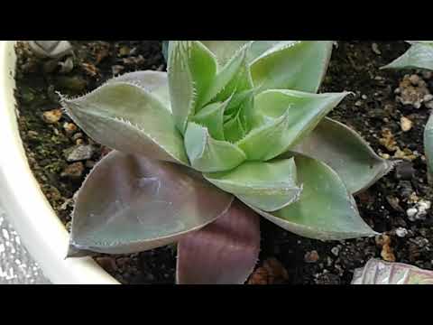 Видео: Все мои Хавортии. 06.06.2019 г.