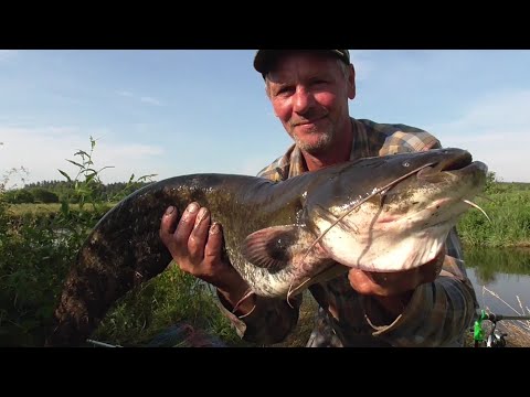 Видео: Сом на рассвете. Рыбалка в Беларуси на реке Свислочь. Fishing in Belarus.