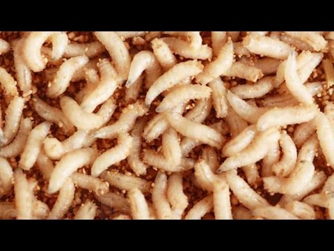 Видео: Как долго хранить опарыша (несколько месяцев).