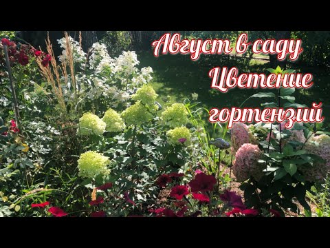 Видео: Август в саду  Цветение гортензий