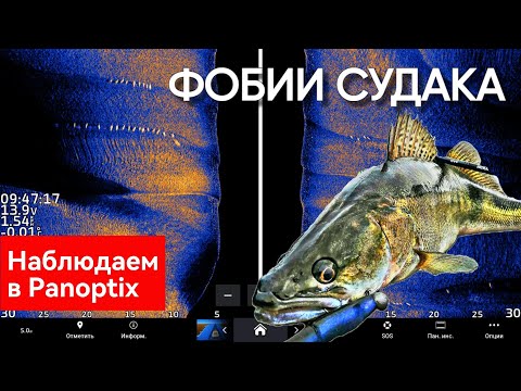 Видео: КАК клюёт СУДАК? Боится ли он ЛОДКИ? Паноптикс лайвскоп. Panoptix livescope.