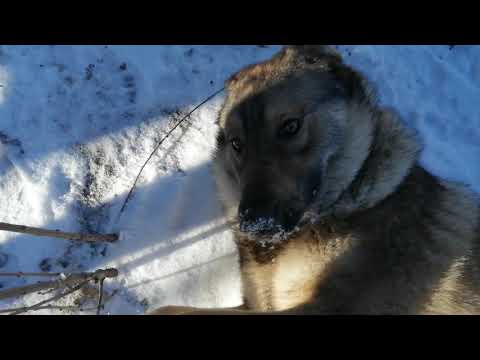 Видео: Волкособ дома, можно ли заводить? Мой опыт / domestic wolf