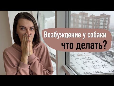 Видео: Возбуждение у собаки! Как такую воспитывать?