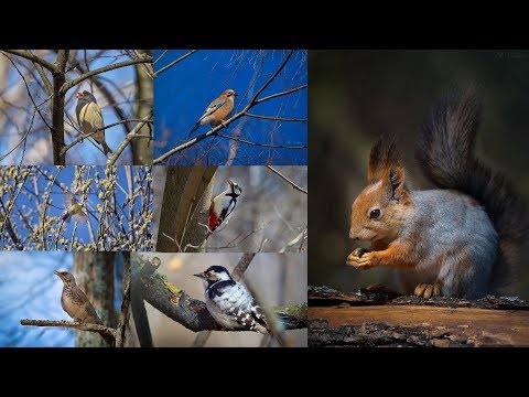 Видео: Olympus ED f 2.8 Pro 40-150mm   ( Часть - 1 Фото-Охота )