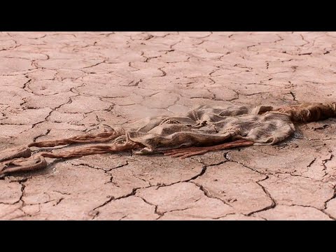 Видео: Люди послали в космос сигнал не подозревая, что его заметит Внеземная раса и Уничтожит Человечество