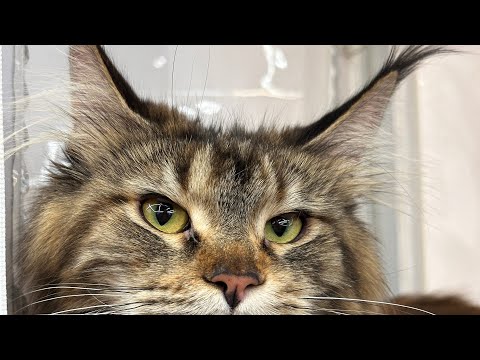 Видео: Выставка кошек в Иваново. Мейн-кун Илана (Woolen Tails J’Woodney Ilana), наша девочка #mainecoon