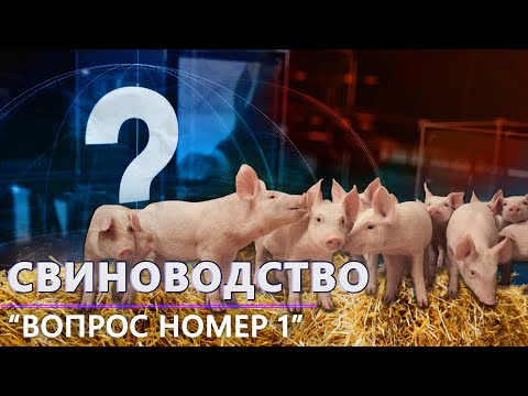 Видео: Свиноводство в Беларуси | Проблемы отрасли | Производство свинины. Вопрос номер один