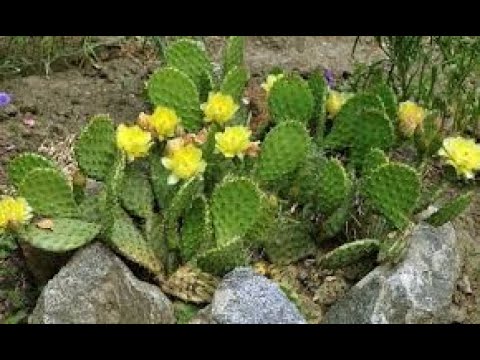 Видео: Кактус ОПУНЦИЯ - экзотика на клумбе и летом, и зимой
