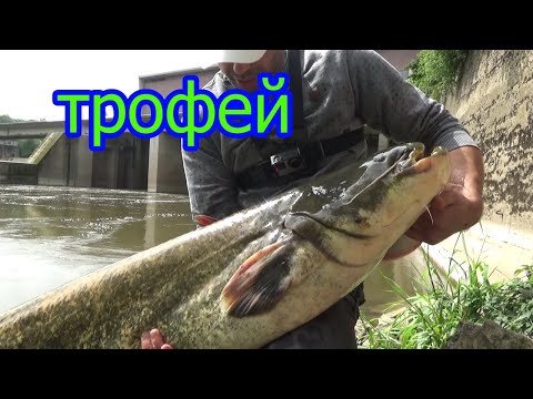 Видео: мой новый рекорд , короткая рыбалка огромный результат. #джиг