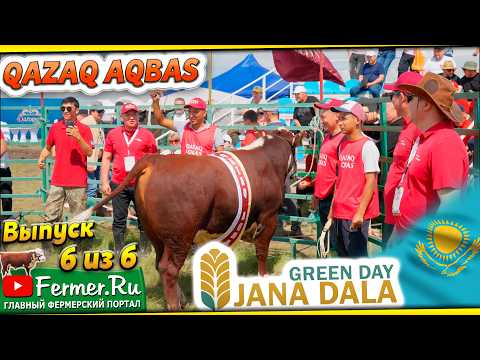 Видео: Кто чемпион породы Акбас(Qazaq Aqbas)? Какой бык самый крутой в Казахстане? Jańa Dala/Green Day‘2024