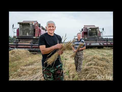 Видео: ВИДЕО.  Песня ХЛЕБОРОБСКОЕ ЗОЛОТО (КОМБАЙНЁРСКАЯ)