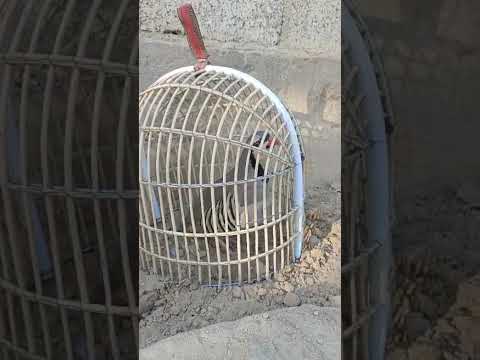 Видео: Чучаи фуруши 001770438