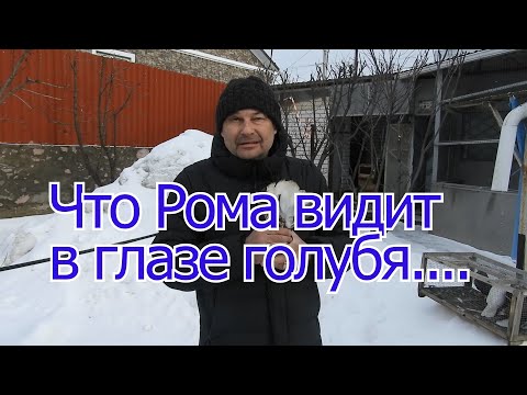 Видео: Что Рома видит в глазе голубя.....