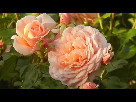 Видео: Роза-моя фаворитка сезона Элизабет Стюарт.