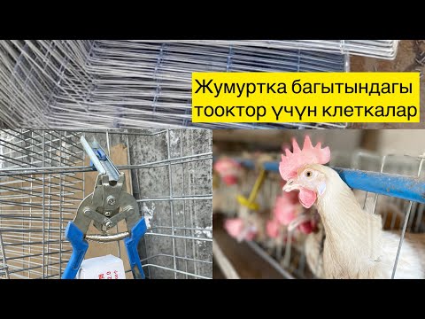 Видео: Клетка сатылат.#тоокклетка#сетка#ысыккол #жалалабад#ош#баткен#бишкек#озгон#ноокат#чүй#нарын#талас