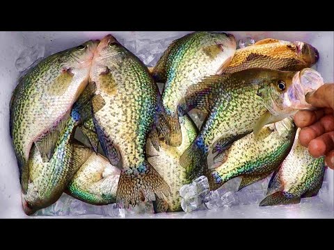 Видео: ПРОСТОЙ СПОСОБ ВЫЛОВИТЬ МНОГО КРАППИ ИЗ БАНКА