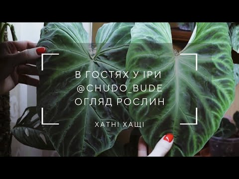 Видео: Огляд кімнатних рослин | Знову в гості | Колекція рослин Іри @chudo_bude💚