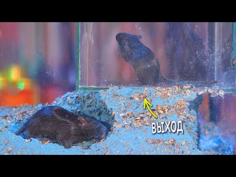 Видео: СМОЖЕТ ЛИ ПЕСЧАНКА ВЫТЯНУТЬ БРАТА из ТЮРЬМЫ?