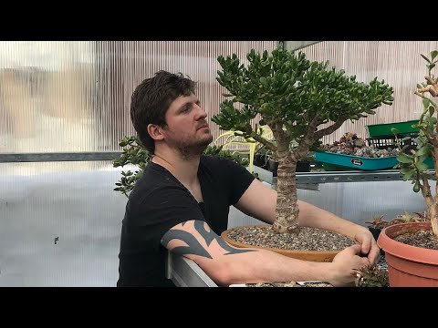 Видео: Бонсай из Crassula ovata Gollum весенняя обрезка