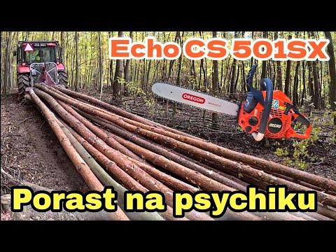 Видео: Рубка молодого леса лёгкой профессиональной пилой ECHO CS-501SX | Рубки ухода до 50 лет | Amles