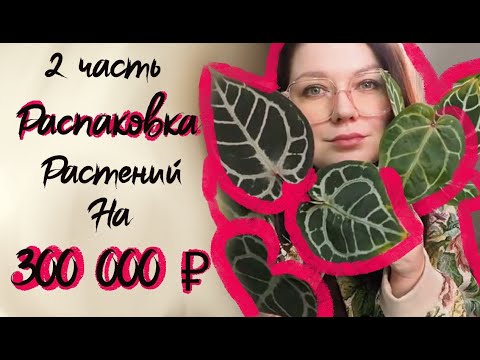 Видео: Распаковка растений из Тайланда. Совместная закупка цветов. Антуриум , сциндапсус , алоказия.